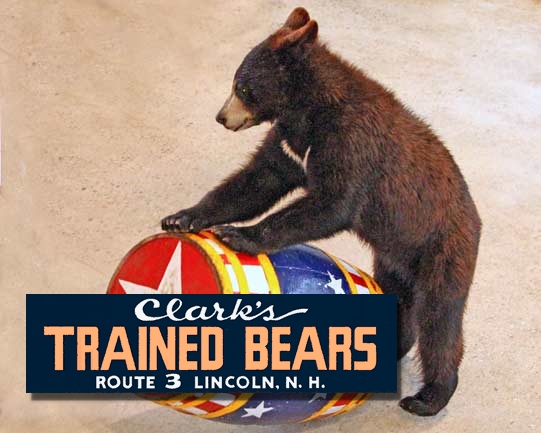 Clark's Bears